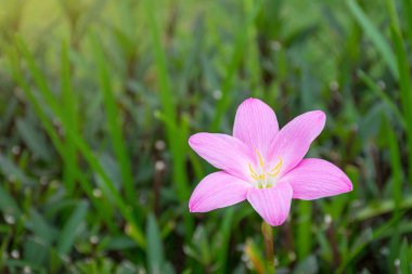 Güzel pembe yağmurlu zambaklar Bulanık yeşil yapraklara yakın