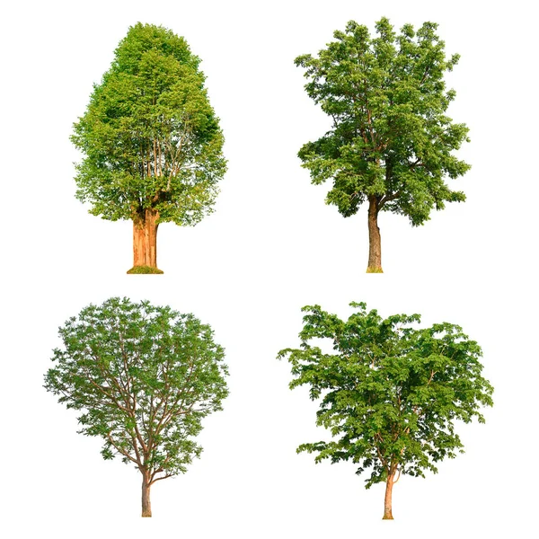 Tree collection isolated on white background for use in architectural design or more. — Stock Photo, Image