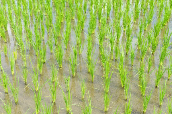 Растение ростков риса на рисовом поле . — стоковое фото