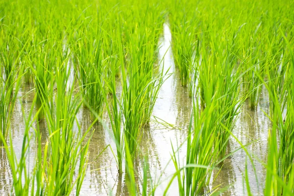 Rýže vyklíčí růst rostlin na rýžovém poli. — Stock fotografie