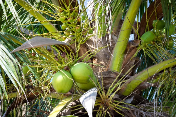 Свежие фрукты кокосов, свисающие на кокосовом дереве . — стоковое фото
