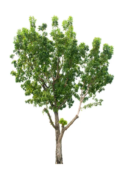 Strom Izolovaný Bílém Pozadí Pro Použití Architektonickém Designu Nebo Více — Stock fotografie