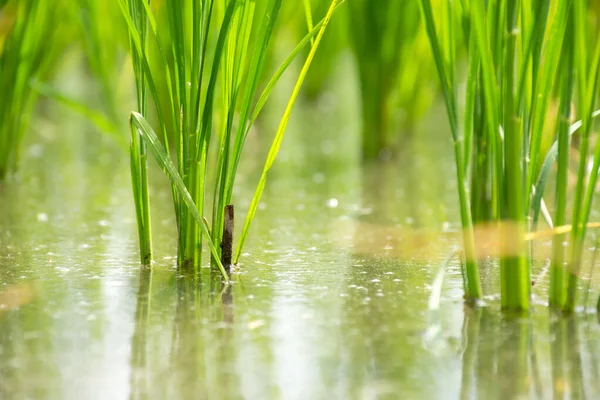 Крупный план выращивания риса на рисовом поле . — стоковое фото