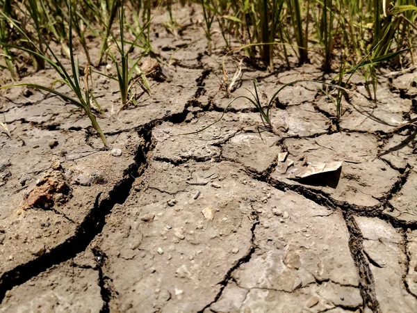 草と乾燥したひび割れた土。雨や干ばつが起きない. — ストック写真