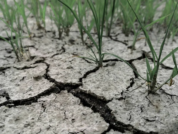 The grass and dried cracked earth. Because of no rain and drought season. — Stock Photo, Image
