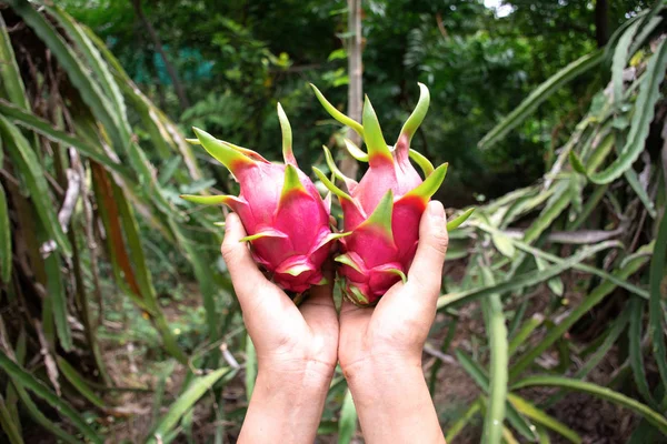 Mano dell'uomo tenendo Drago frutta in giardino con verde sfondo sfocato . — Foto Stock