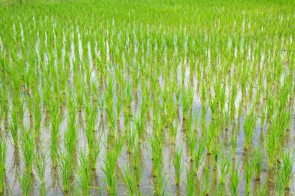 Φύτρα ρυζιού Ανάπτυξη φυτών στον τομέα του ρυζιού. — Φωτογραφία Αρχείου