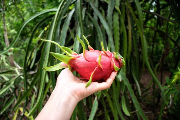 Mano delle donne tenendo Drago frutta in giardino con verde sfondo sfocato . — Foto Stock