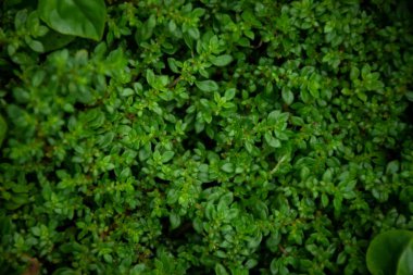 Küçük bitki yeşil yapraklar üst görünüm arka planı. Tam kare tropikal koyu yeşil yaprak tonu.