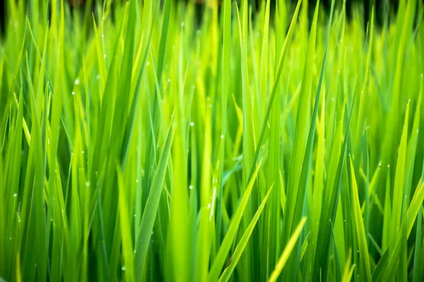 Primer Plano Hermosa Hierba Verde Con Fondo Borroso Enfoque Selectivo — Foto de Stock