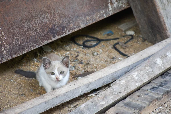 Baby Katt Sitter Marken Smutsiga Gamla Hem Och Foga Stirra — Stockfoto