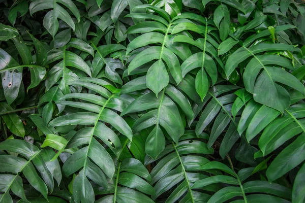 Тропический Зеленый Лист Текстуры Фона — стоковое фото