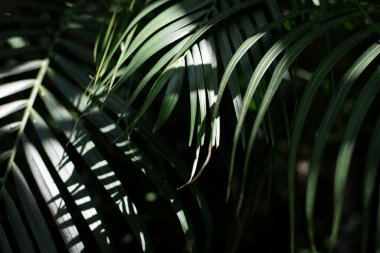 Koyu tropikal tonda güneş ışığıyla yeşil palmiye yaprağı.