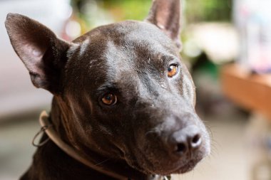 Siyah derili köpek suratının fotoğrafını çek ve kameraya bak..