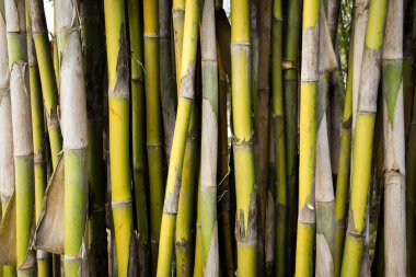 Yeşil bambu gövde yapısı arka plan.
