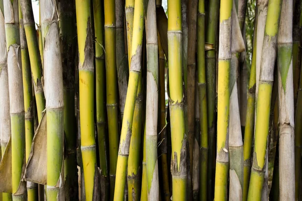 Зеленый Бамбук Текстура Фона — стоковое фото