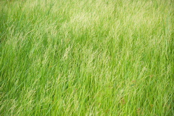 Närbild Vackra Gröna Gräs Med Suddig Bakgrund — Stockfoto