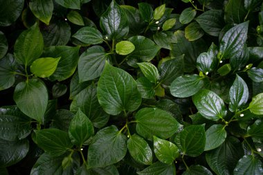 Yeşil yapraklar üst görünüm arka planı. Tam kare tropikal koyu yeşil yaprak tonu.