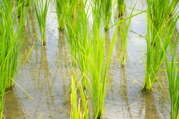 Крупный План Выращивания Риса Рисовом Поле — стоковое фото