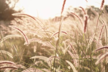 Çayırdaki çimen çiçeği yaz aylarında yumuşak ve parlak bir tonda.