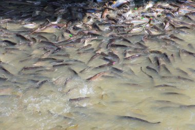 Tayland tapınağındaki nehirde balık ekmek ve atıştırmalıkla besleniyor. Birçok balık yemek için bekliyor..