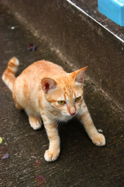 茶色の猫はコンクリートの床に何かを見て — ストック写真