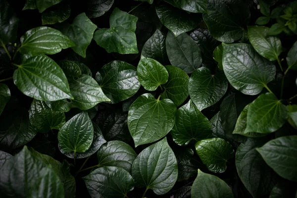 Gröna Blad Struktur Ovanifrån Bakgrund Full Ram Tropiska Mörkgröna Blad — Stockfoto