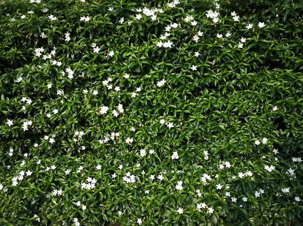 Textura Pared Hoja Verde Con Fondo Flor Blanca Vista Naturaleza — Foto de Stock