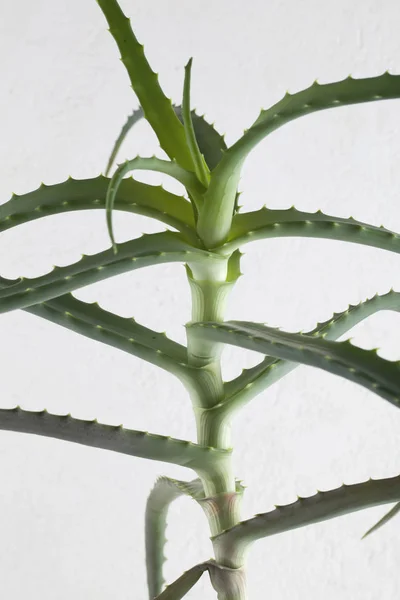 Aloes na białym tle. — Zdjęcie stockowe