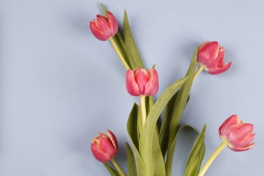 Güzel bahar çiçekleri. Mavi arkaplanda kırmızı laleler