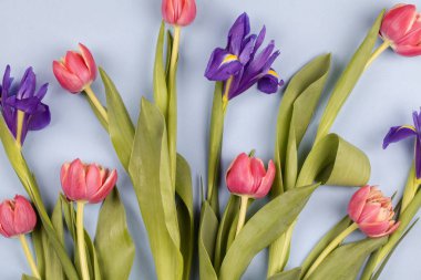 Güzel bahar çiçekleri. kırmızı laleler ve mor süsen çiçekleri mavi arka planda kaotik tarzda