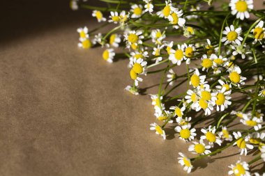 Kahverengi arka planda gölgesi olan güzel sarı papatyalar. Kopyalama alanını kapat