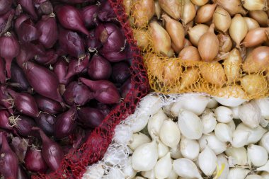 Küçük kırmızı, sarı, beyaz soğan soğanları ekmeye hazır. Bahar zamanı, bahçe konsepti..