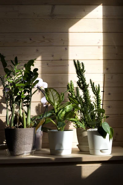 Koleksi Berbagai Tanaman Dalam Pot Yang Berbeda Potted Dieffenbachia Kaktus — Stok Foto