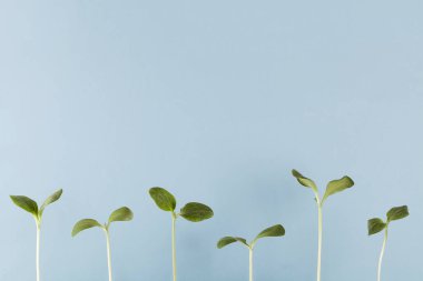 Mavi arka planda büyüyen genç bitkiler, çevre ve ekoloji bakımı. Büyüme kavramı. Boşluğu kopyala