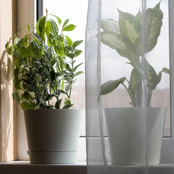 houseplants in white flower pot near the window with curtains on sunny day