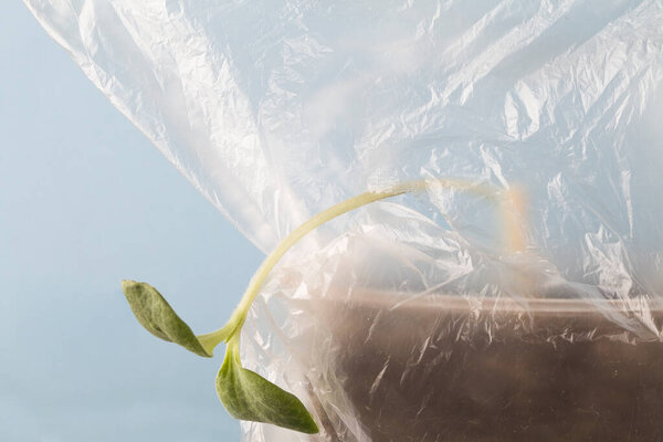 broken young plant in plastic bag on blue background. pollution ecosystem problem. copy space