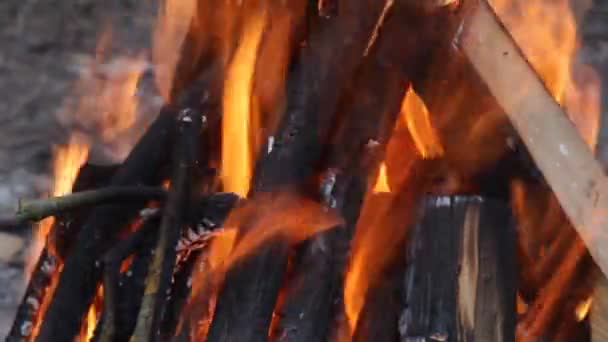 Cálido Acogedor Fuego Ardiente Bosque Cerca Fondo Acogedor — Vídeos de Stock