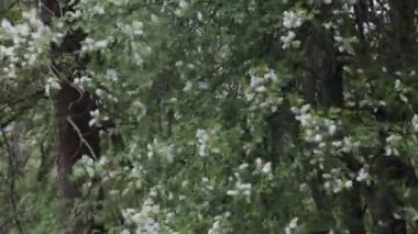 Çiçek açan kiraz ağacı demeti, beyaz çiçekler ve bahar günü rüzgarda uçuşan yeşil yapraklar.