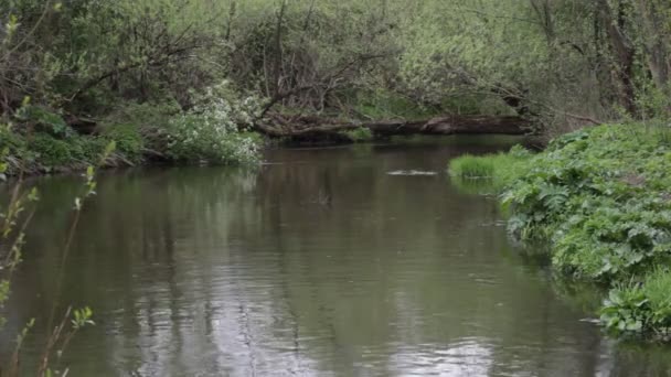 pluie sur la rivière dans la forêt verte concept de fond d'eau douce de la nature 