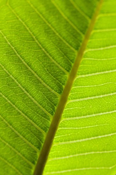 Makrogrön Bladstruktur Gröna Löv Makro Foto Streaks Ett Grönt Löv — Stockfoto