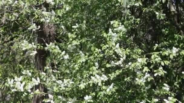 bouquet de cerisiers d'oiseaux en fleurs blanches et feuilles vertes dans le vent le jour du printemps 