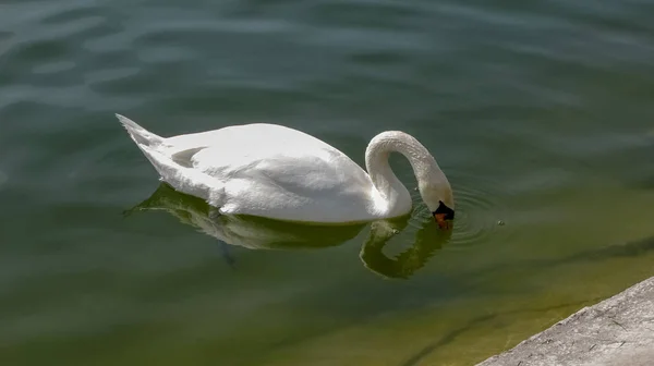 Bellissimo cigno bianco sull'acqua — Foto Stock