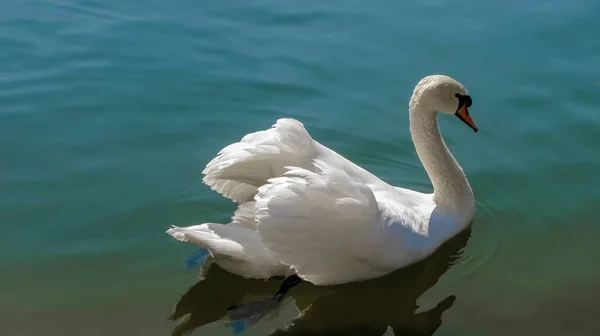 Bellissimo cigno bianco sull'acqua 7 — Foto Stock