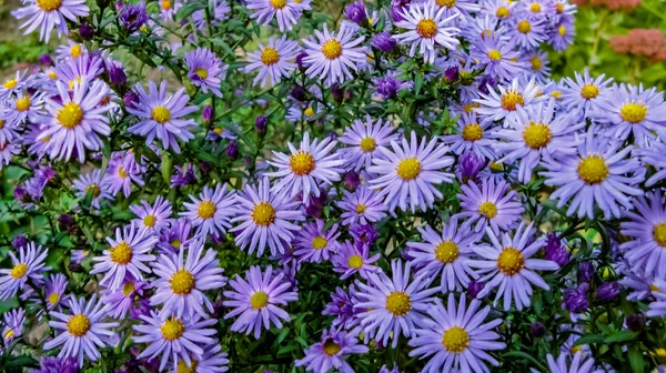 Alp Aster (Aster alpinus). Morluklu dekoratif bahçe bitkisi