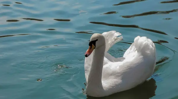Suda güzel beyaz kuğu