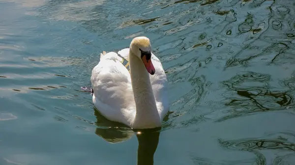 水面上美丽的白天鹅 — 图库照片