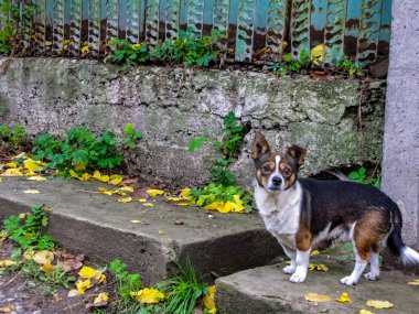 Sokaktaki köpek