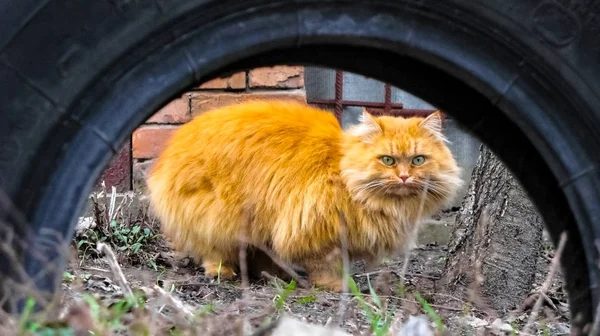 Sokakta kırmızı kedi