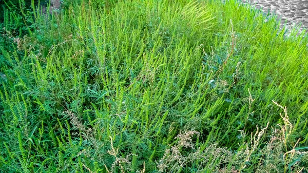 Ambrosia bushes close-up — 图库照片